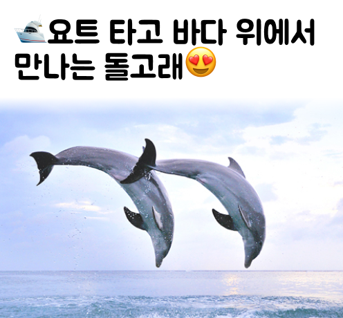 돌고래 요트투어