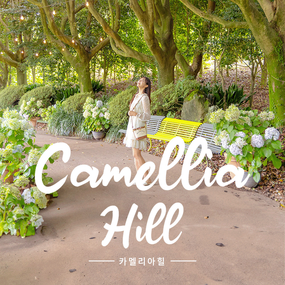 카멜리아 힐