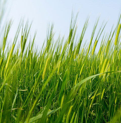 가파도 정기여객선